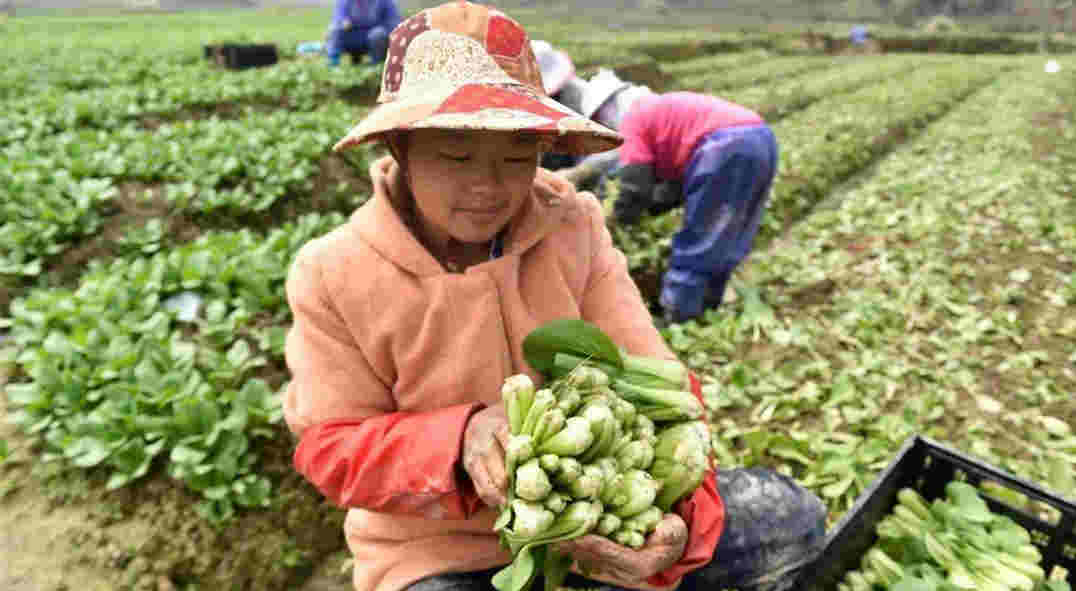 为什么最好的养生保健蔬菜是：上海青5