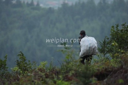 北京慰plan养生体验网告诉你松子为什么这么贵3
