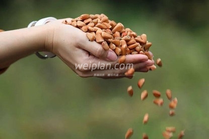 北京慰plan养生体验网告诉你松子为什么这么贵4