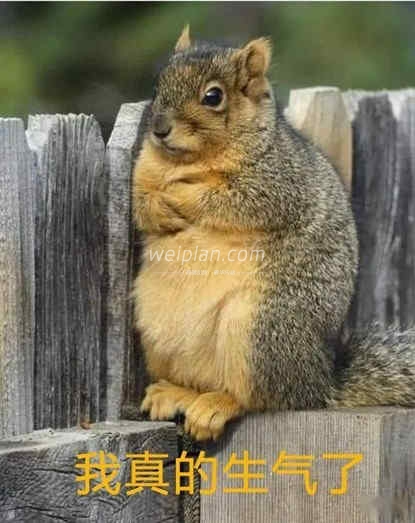 北京慰plan养生体验网告诉你松子为什么这么贵7