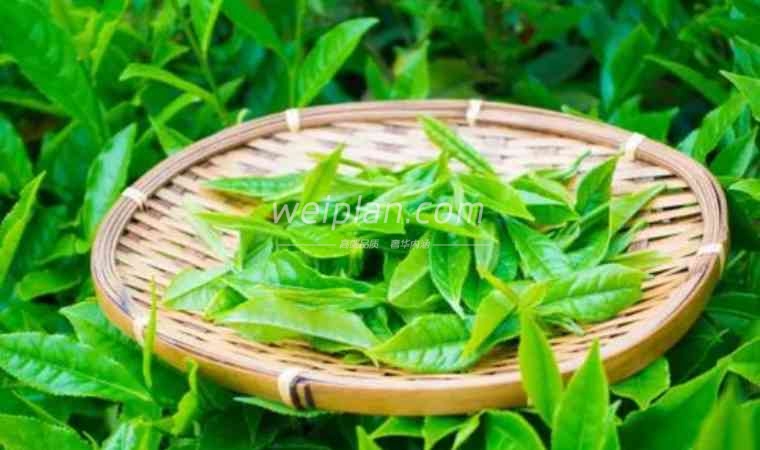 北京品茶到店海选：寻找城市中的独特茶香体验1
