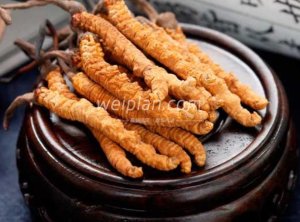 北京个人养生工作室告诉你什么人不能吃虫草