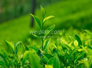 北京思足网和大家分享绿茶的养生功效